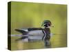 USA, Washington. Wood Duck at Lake Washington's Yarrow Bay-Gary Luhm-Stretched Canvas