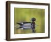 USA, Washington. Wood Duck at Lake Washington's Yarrow Bay-Gary Luhm-Framed Photographic Print