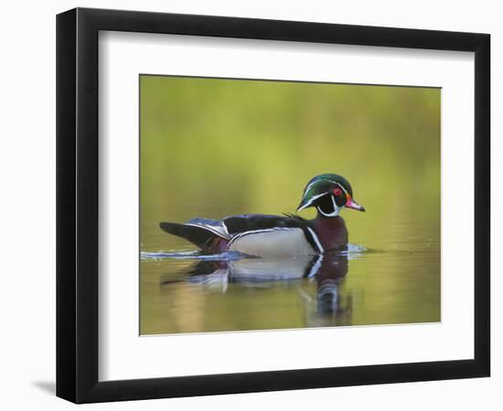 USA, Washington. Wood Duck at Lake Washington's Yarrow Bay-Gary Luhm-Framed Photographic Print