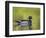 USA, Washington. Wood Duck at Lake Washington's Yarrow Bay-Gary Luhm-Framed Photographic Print