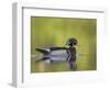 USA, Washington. Wood Duck at Lake Washington's Yarrow Bay-Gary Luhm-Framed Photographic Print