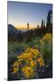 USA, Washington. Wooly Sunflower Along Hurricane Ridge Road-Gary Luhm-Mounted Photographic Print