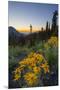 USA, Washington. Wooly Sunflower Along Hurricane Ridge Road-Gary Luhm-Mounted Premium Photographic Print