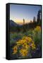 USA, Washington. Wooly Sunflower Along Hurricane Ridge Road-Gary Luhm-Framed Stretched Canvas