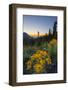 USA, Washington. Wooly Sunflower Along Hurricane Ridge Road-Gary Luhm-Framed Photographic Print