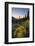 USA, Washington. Wooly Sunflower Along Hurricane Ridge Road-Gary Luhm-Framed Photographic Print