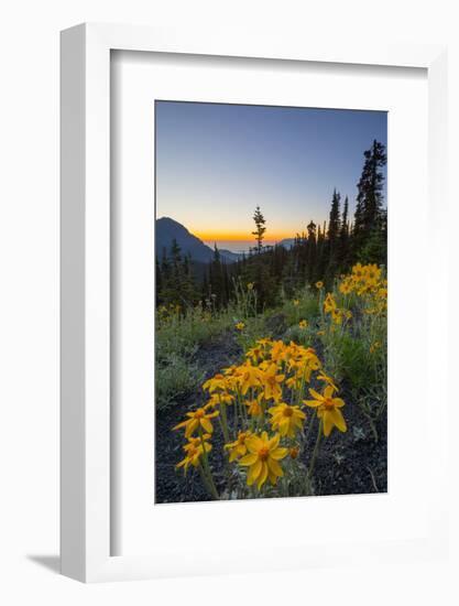 USA, Washington. Wooly Sunflower Along Hurricane Ridge Road-Gary Luhm-Framed Photographic Print