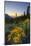 USA, Washington. Wooly Sunflower Along Hurricane Ridge Road-Gary Luhm-Mounted Photographic Print