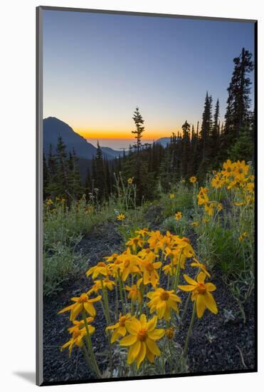 USA, Washington. Wooly Sunflower Along Hurricane Ridge Road-Gary Luhm-Mounted Photographic Print