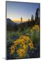 USA, Washington. Wooly Sunflower Along Hurricane Ridge Road-Gary Luhm-Mounted Photographic Print