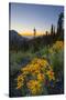 USA, Washington. Wooly Sunflower Along Hurricane Ridge Road-Gary Luhm-Stretched Canvas