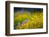 USA, Washington. Wooly Sunflower and Lupine in Olympic-Gary Luhm-Framed Photographic Print