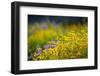 USA, Washington. Wooly Sunflower and Lupine in Olympic-Gary Luhm-Framed Photographic Print