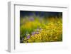 USA, Washington. Wooly Sunflower and Lupine in Olympic-Gary Luhm-Framed Photographic Print