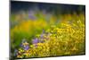 USA, Washington. Wooly Sunflower and Lupine in Olympic-Gary Luhm-Mounted Photographic Print