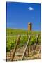 USA, Washington, Yakima Valley. Col Solare Winery and Vineyard-Richard Duval-Stretched Canvas