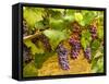 USA, Washington, Yakima Valley. Pinot Noir grapes ready for harvest-Richard Duval-Framed Stretched Canvas