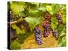 USA, Washington, Yakima Valley. Pinot Noir grapes ready for harvest-Richard Duval-Stretched Canvas