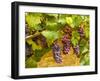 USA, Washington, Yakima Valley. Pinot Noir grapes ready for harvest-Richard Duval-Framed Photographic Print