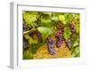 USA, Washington, Yakima Valley. Pinot Noir grapes ready for harvest-Richard Duval-Framed Photographic Print