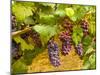 USA, Washington, Yakima Valley. Pinot Noir grapes ready for harvest-Richard Duval-Mounted Photographic Print