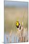 USA, Washington. Yellow-Headed Blackbird Perches on Cattail-Gary Luhm-Mounted Photographic Print