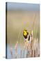 USA, Washington. Yellow-Headed Blackbird Perches on Cattail-Gary Luhm-Stretched Canvas