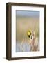 USA, Washington. Yellow-Headed Blackbird Perches on Cattail-Gary Luhm-Framed Photographic Print