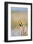 USA, Washington. Yellow-Headed Blackbird Perches on Cattail-Gary Luhm-Framed Photographic Print