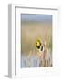 USA, Washington. Yellow-Headed Blackbird Perches on Cattail-Gary Luhm-Framed Photographic Print