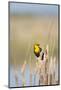 USA, Washington. Yellow-Headed Blackbird Perches on Cattail-Gary Luhm-Mounted Photographic Print