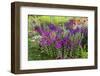 USA, Wayne, Pennsylvania. Summer Flowers in Chanticleer Garden-Jay O'brien-Framed Photographic Print