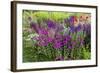 USA, Wayne, Pennsylvania. Summer Flowers in Chanticleer Garden-Jay O'brien-Framed Photographic Print
