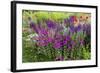 USA, Wayne, Pennsylvania. Summer Flowers in Chanticleer Garden-Jay O'brien-Framed Photographic Print