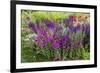 USA, Wayne, Pennsylvania. Summer Flowers in Chanticleer Garden-Jay O'brien-Framed Photographic Print