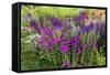 USA, Wayne, Pennsylvania. Summer Flowers in Chanticleer Garden-Jay O'brien-Framed Stretched Canvas