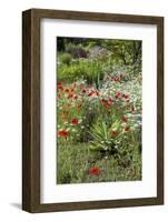 USA, Wayne, Pennsylvania. Summer Flowers in Chanticleer Garden-Jay O'brien-Framed Photographic Print