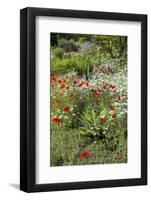 USA, Wayne, Pennsylvania. Summer Flowers in Chanticleer Garden-Jay O'brien-Framed Photographic Print