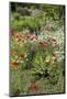 USA, Wayne, Pennsylvania. Summer Flowers in Chanticleer Garden-Jay O'brien-Mounted Photographic Print