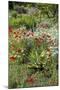 USA, Wayne, Pennsylvania. Summer Flowers in Chanticleer Garden-Jay O'brien-Mounted Photographic Print