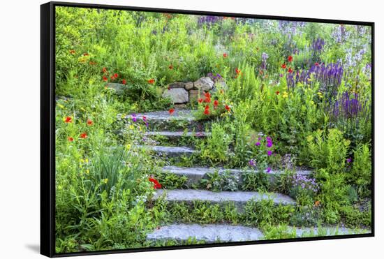 USA, Wayne, Pennsylvania. Summer Flowers in Chanticleer Garden-Jay O'brien-Framed Stretched Canvas