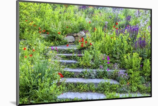 USA, Wayne, Pennsylvania. Summer Flowers in Chanticleer Garden-Jay O'brien-Mounted Photographic Print