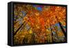 USA, West Lafayette, Indiana, Trees at the Celery Bog in Autumn-Rona Schwarz-Framed Stretched Canvas