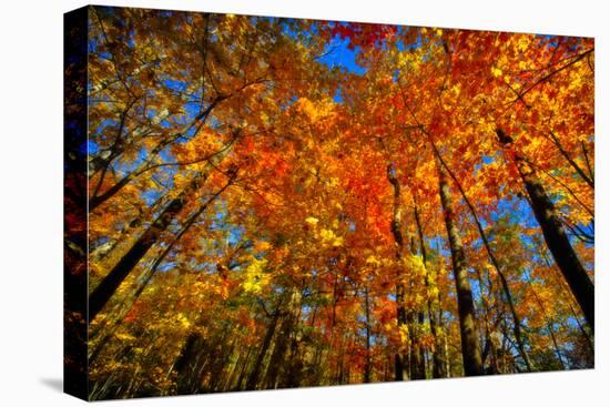 USA, West Lafayette, Indiana, Trees at the Celery Bog in Autumn-Rona Schwarz-Stretched Canvas