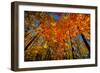 USA, West Lafayette, Indiana, Trees at the Celery Bog in Autumn-Rona Schwarz-Framed Photographic Print