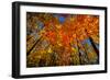 USA, West Lafayette, Indiana, Trees at the Celery Bog in Autumn-Rona Schwarz-Framed Photographic Print