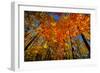 USA, West Lafayette, Indiana, Trees at the Celery Bog in Autumn-Rona Schwarz-Framed Photographic Print