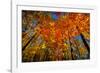 USA, West Lafayette, Indiana, Trees at the Celery Bog in Autumn-Rona Schwarz-Framed Photographic Print