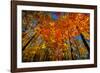 USA, West Lafayette, Indiana, Trees at the Celery Bog in Autumn-Rona Schwarz-Framed Photographic Print