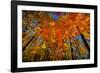 USA, West Lafayette, Indiana, Trees at the Celery Bog in Autumn-Rona Schwarz-Framed Photographic Print